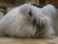 Englaish Angora