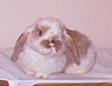 baby holland lop