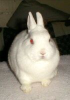 face shot of a white rabbit