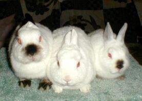 three rabbits sitting next to each other