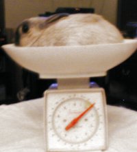rabbit sitting in scale 