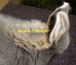 picture showing fawn line between blue side and cream belly
